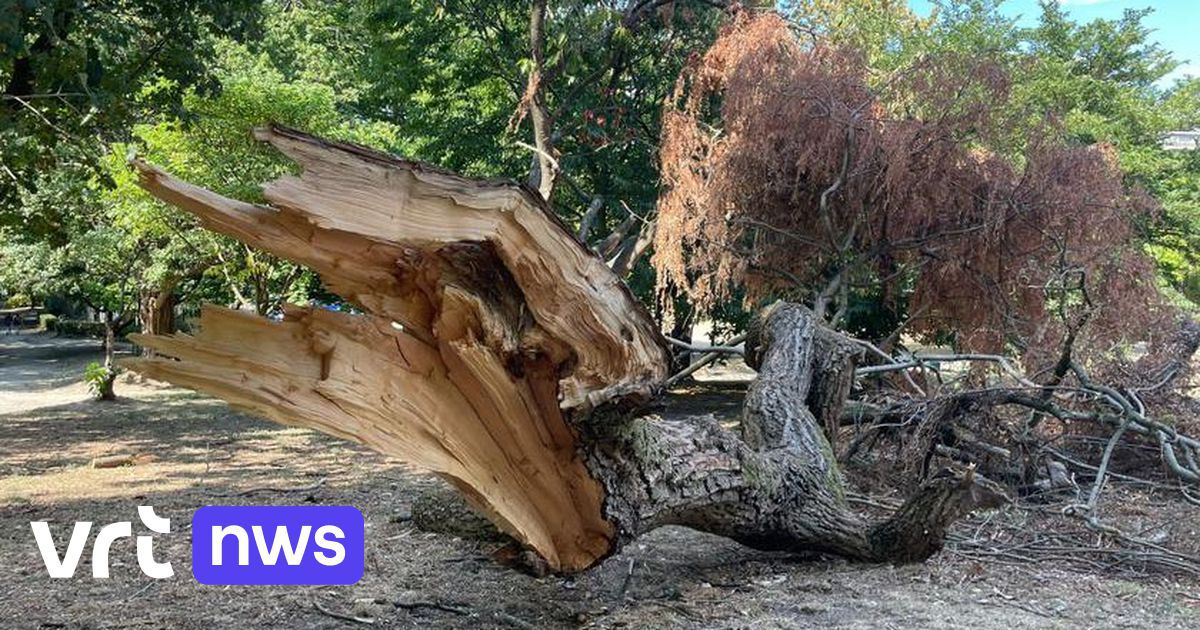 Beaucoup d'arbres bruxellois prêts à être abattus à cause de la sécheresse