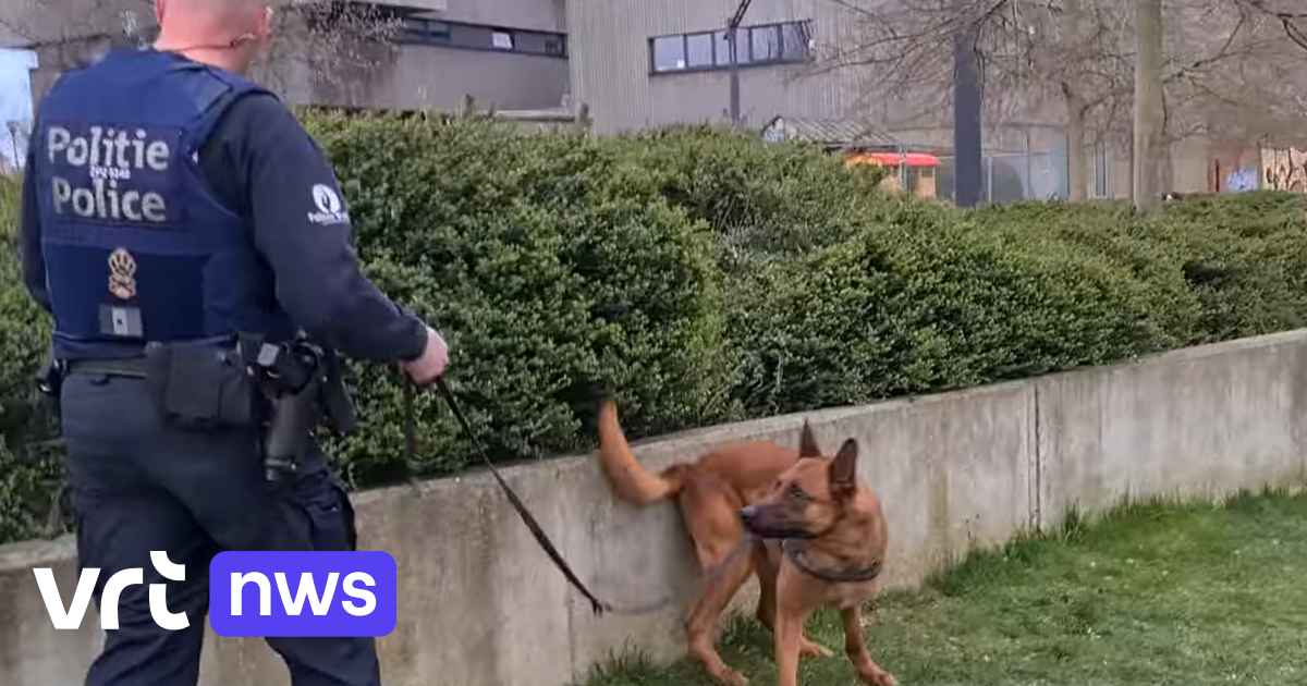 Le chien policier Sammy trouve 67 paquets contenant de la drogue en seulement 4 heures