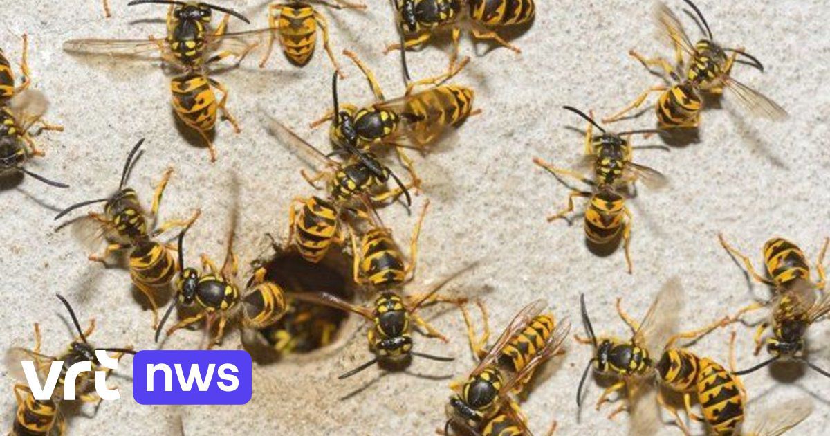 Les pompiers de Bruxelles signalent une forte augmentation du nombre d'interventions pour faire face aux nids de guêpes