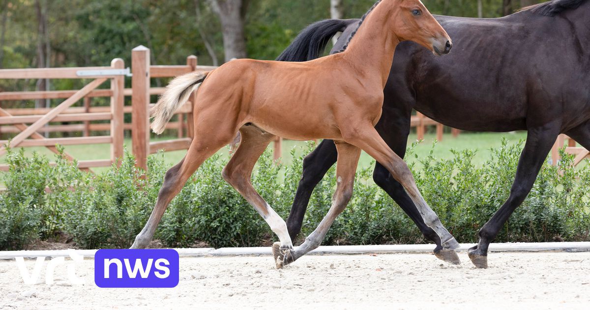 Record pour un poulain belge aux enchères