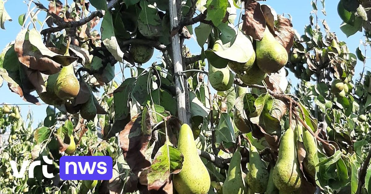 Un producteur laisse pourrir 120 tonnes de poires sur les arbres