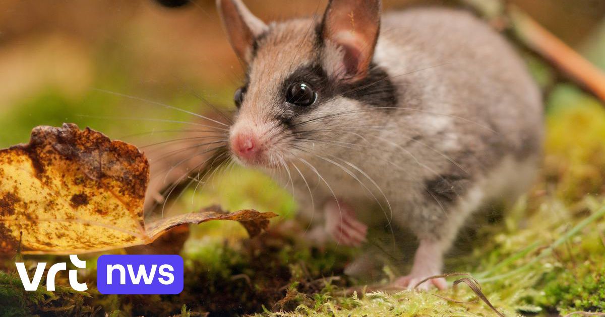 Le loir de jardin arrête les travaux pour construire le nouveau bâtiment VRT