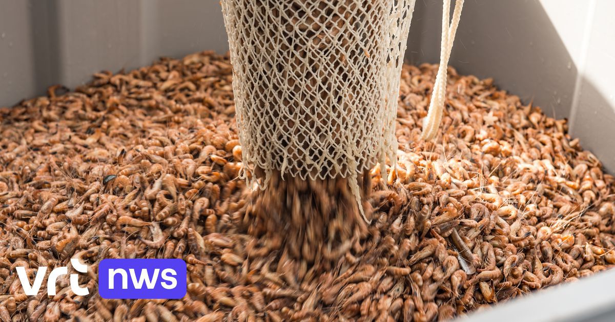 Jours d'or pour les pêcheurs de crevettes flamands : "Prises de 4.000 kilos en quelques jours"