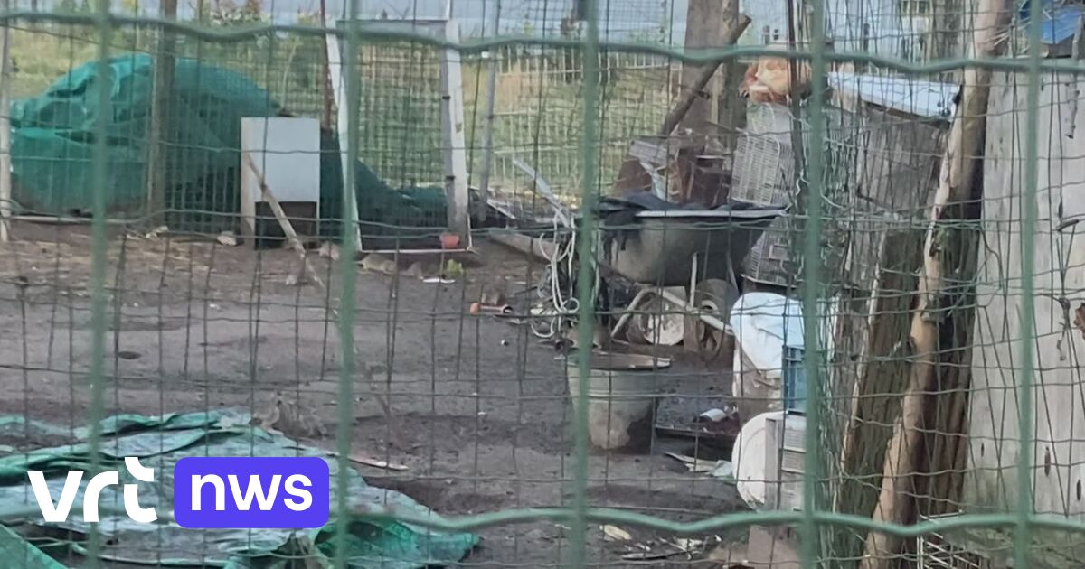 Infestation de rats près du camping Tomorrowland (VIDEO)