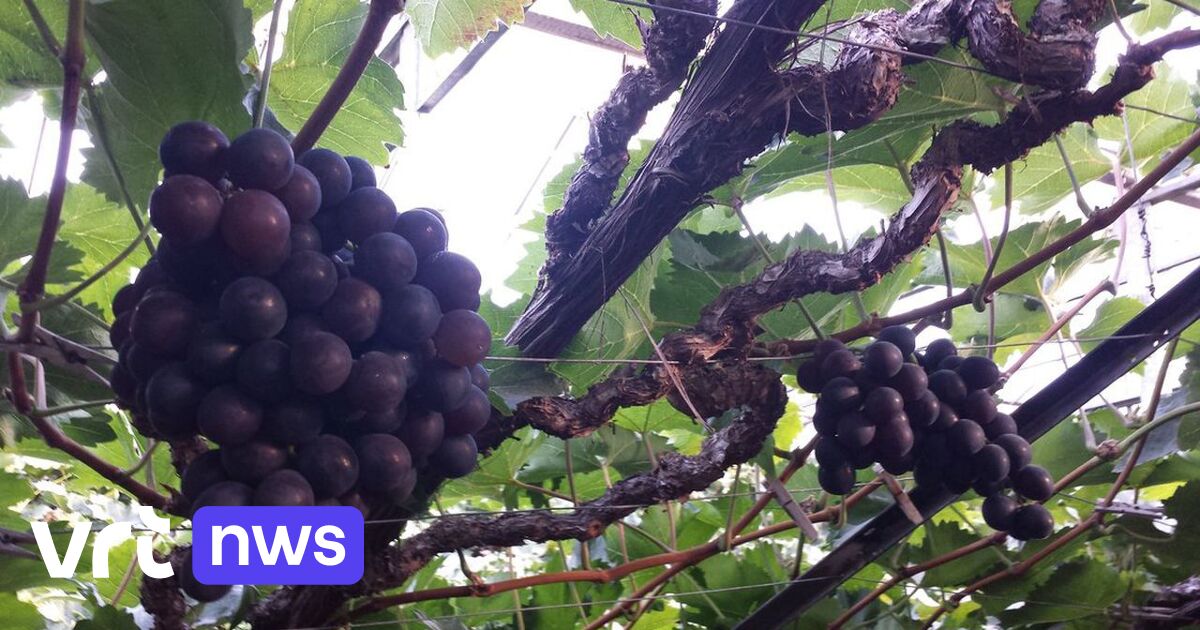 Le « raisin de table » du Brabant flamand est à l'honneur lors de la fête du raisin d'Overijse