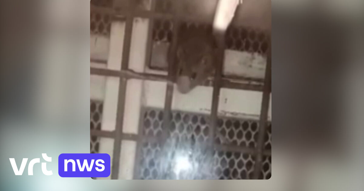 Vidéo : Des détenus filment en secret une infestation de rats à la prison de Saint-Gilles