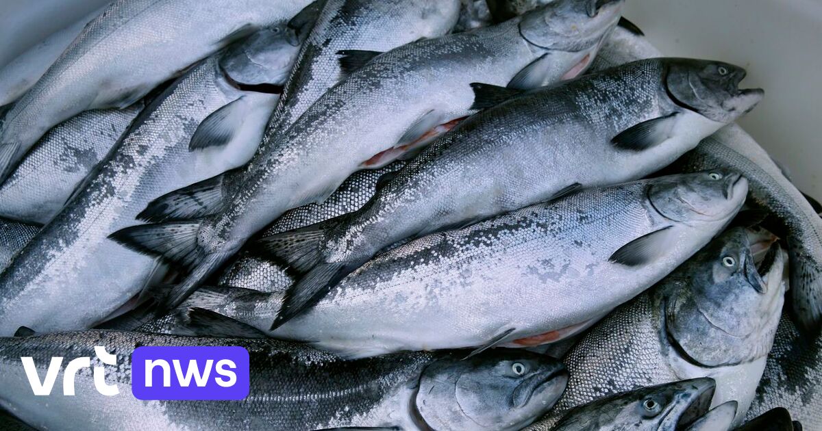 Bientôt « la plus grande ferme salmonicole d'Europe » à Ostende