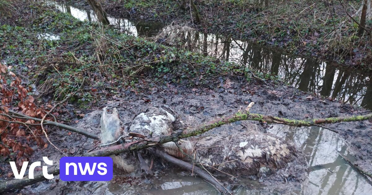 Des braconniers au travail à…Bruxelles |  VRT NWS : actualités