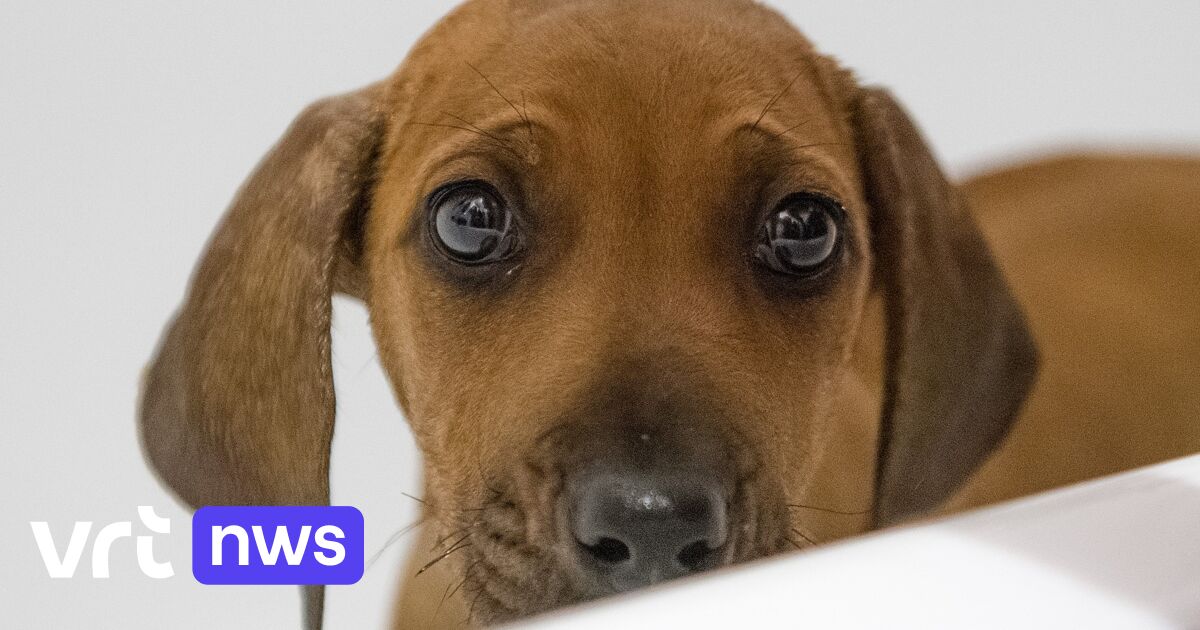Feu vert aux droits des animaux dans la loi fondamentale belge