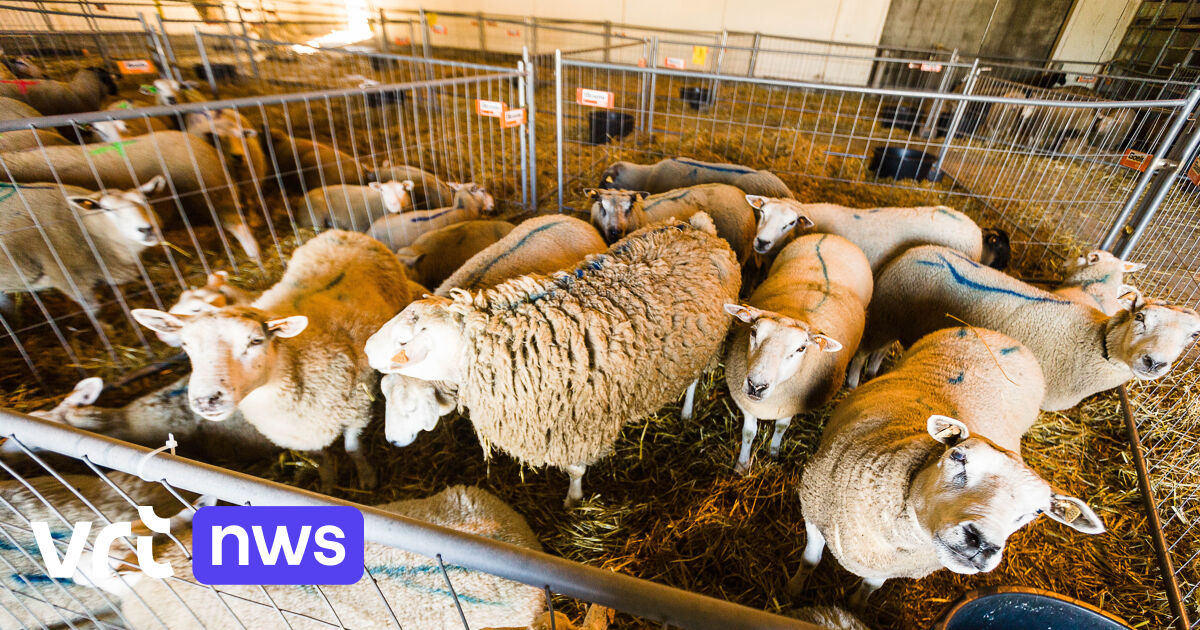 L'association de défense des animaux GAIA est légitime contre la Région de Bruxelles-Capitale pour l'abattage anesthésié