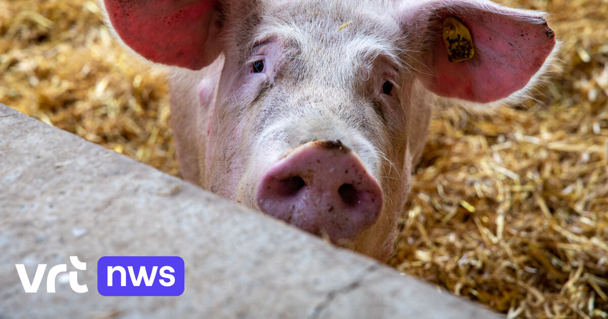 Le gouvernement flamand fait pression pour faire adopter une loi sur l'azote alors que le gel des licences menace