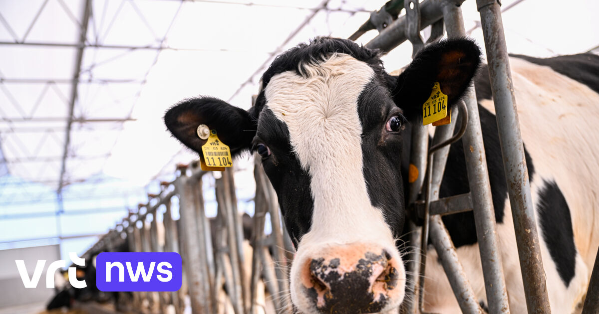 Manifestation des agriculteurs à Bruxelles |  VRT NWS : actualités