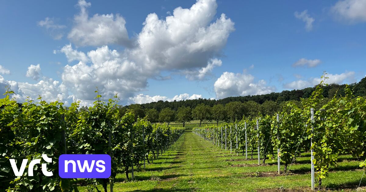 La campagne Sparkling Hageland vise à mettre en avant une tradition viticole vieille de plusieurs siècles
