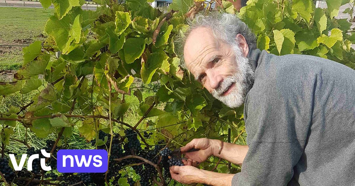 Un nouveau vin biologique de Flandre occidentale voit le jour