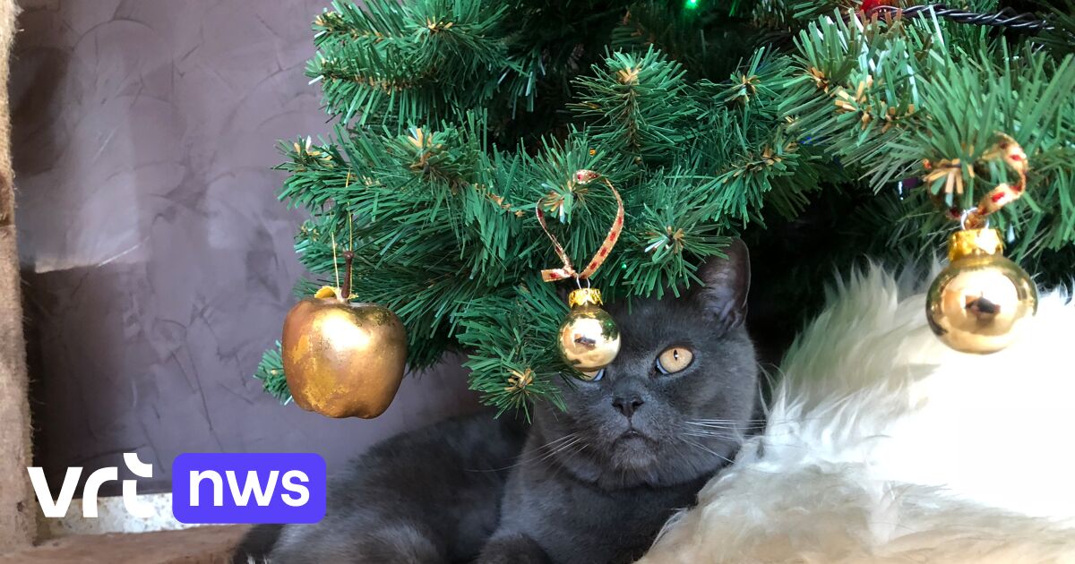 New York Times, Le Figaro et The Guardian : Le conseil de Gand pour manger son sapin de Noël fait l'actualité mondiale