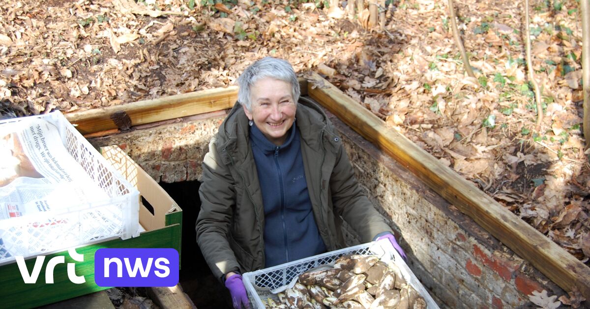 La cave de la chicorée séculaire donne la première nouvelle récolte depuis le 19e siècle
