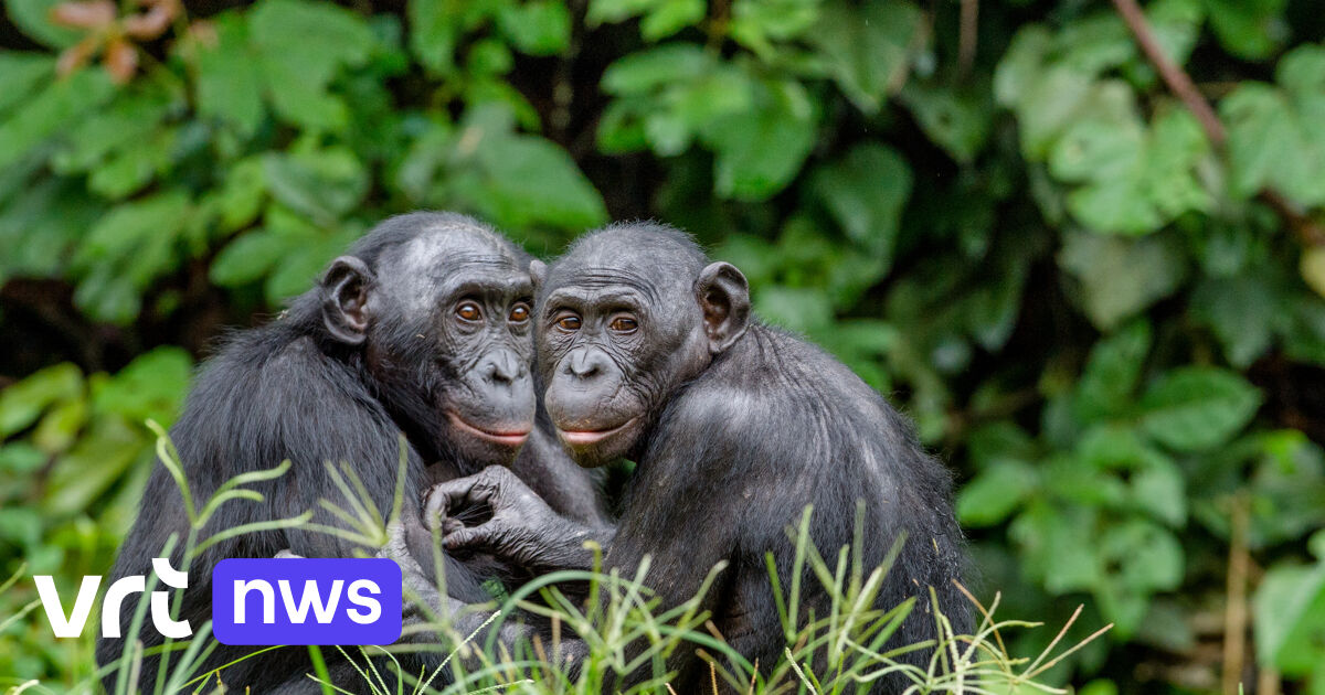 La Belgique consacre 5 millions d’euros à la forêt tropicale congolaise
