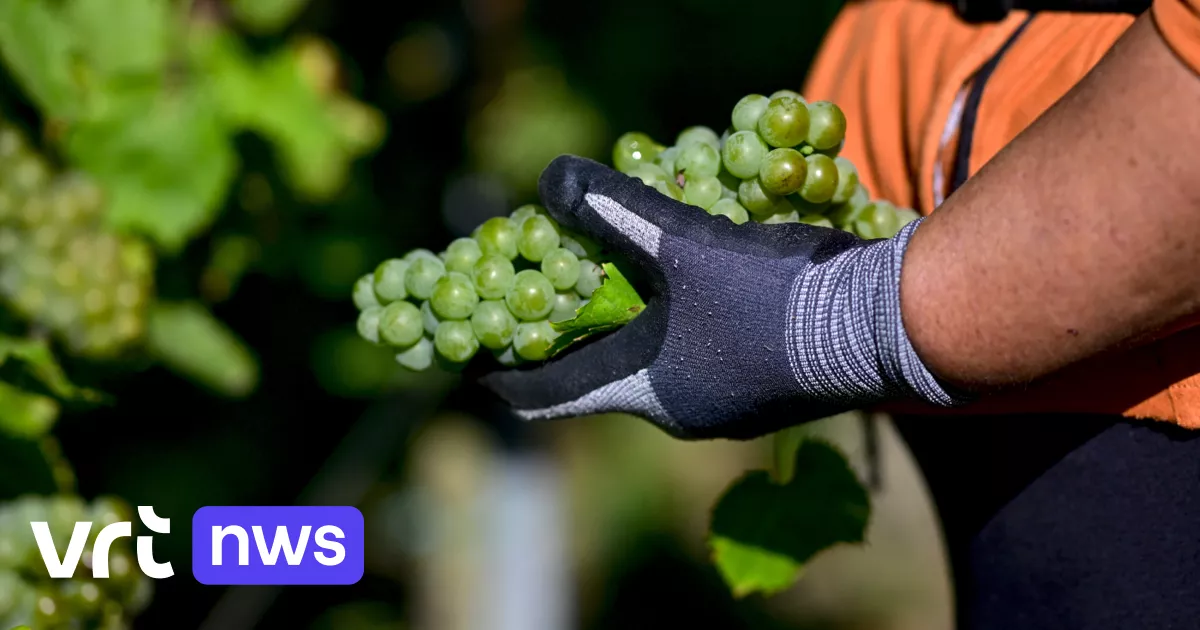 2025 a été une année record pour le vin belge