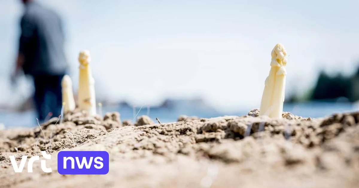 Des asperges au menu de Pâques alors que la récolte du Limbourg commence tôt