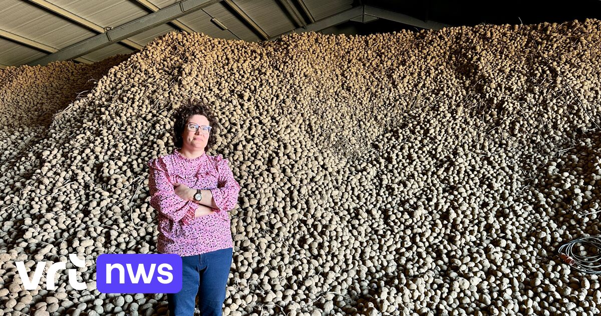 Le maire de Herstappe se retrouve avec 2,5 millions de kilos de pommes de terre frites dont personne ne veut