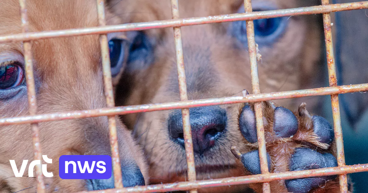 Nombre record d’amendes pour négligence envers les animaux en 2025