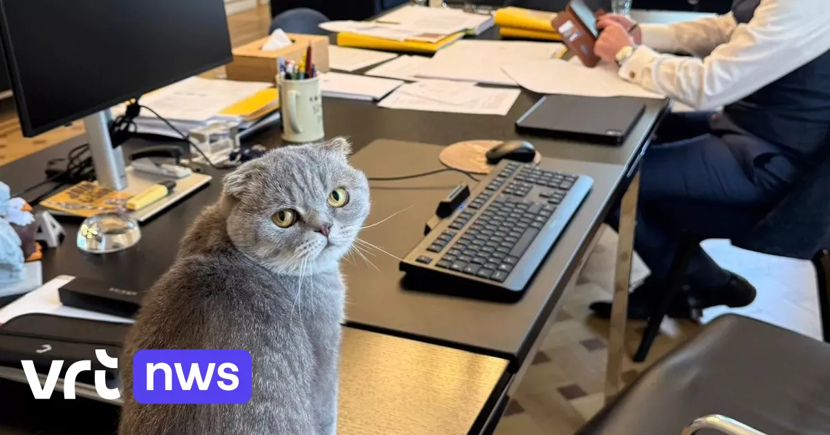 Le chat de la Wetstraat pour prédire les vainqueurs de la Coupe du monde