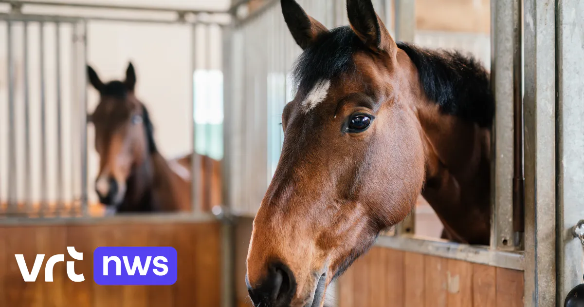 La police arrête trois suspects qui vendaient des chevaux de sport à des abattoirs