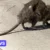 Les rats envahissent la zone piétonne de la Ville de Bruxelles