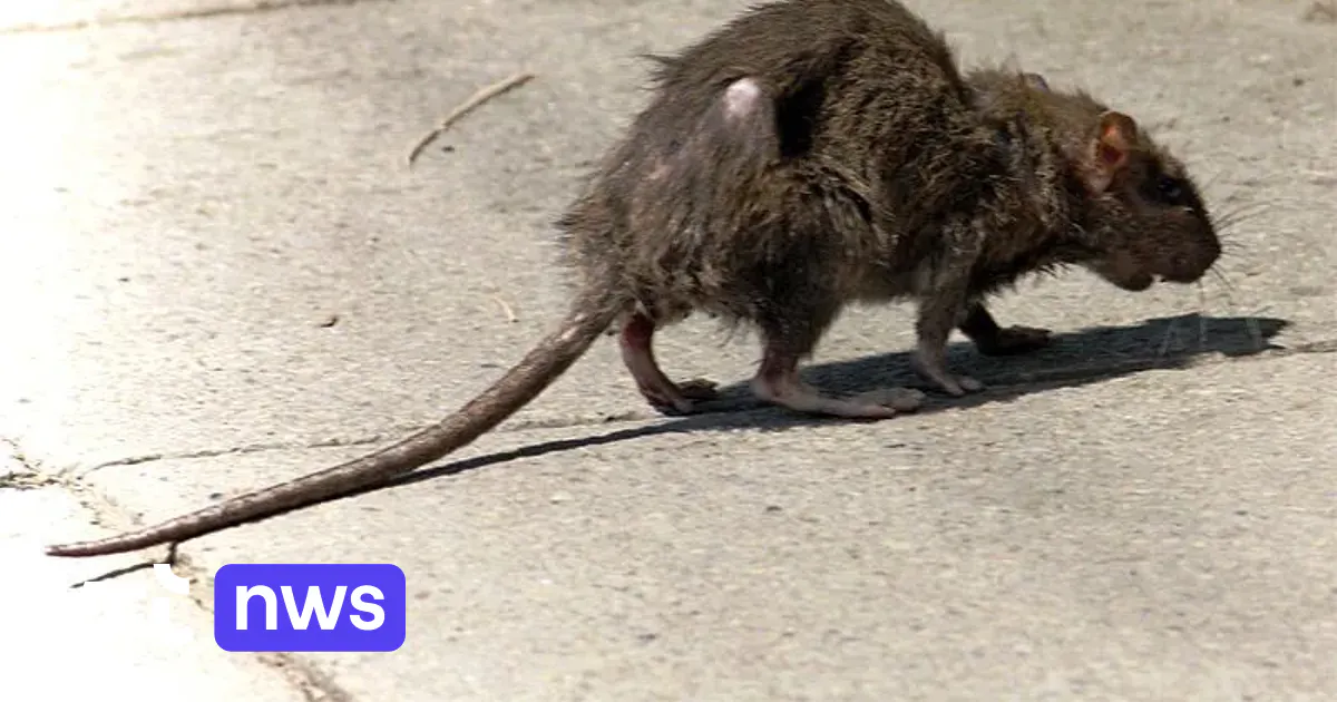Les rats envahissent la zone piétonne de la Ville de Bruxelles