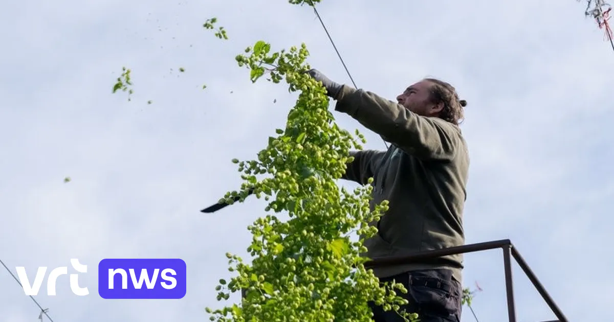 Le houblon flamand reçoit une reconnaissance pour encourager les brasseries à utiliser le houblon local